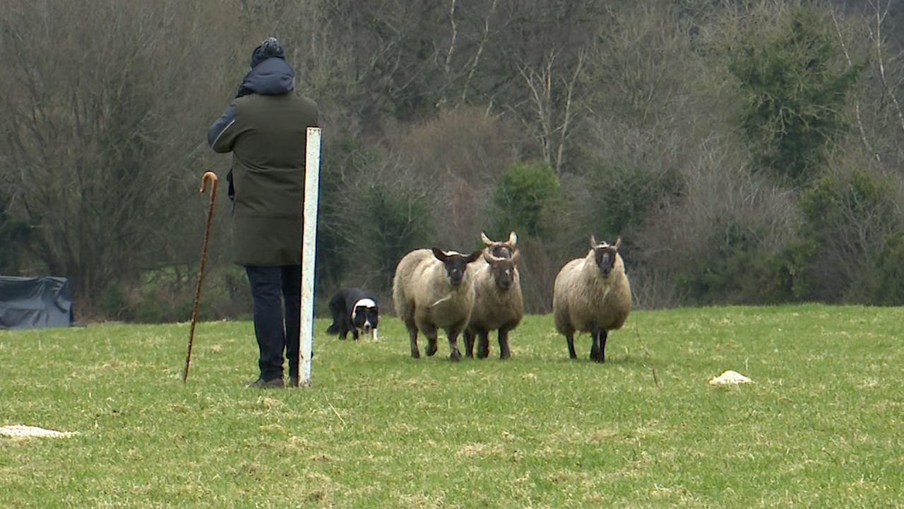 Sheepdog Trials Photo